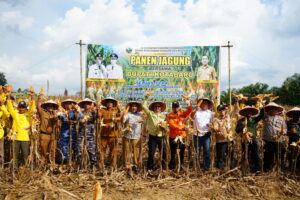 Sukses Tanam Jagung Saat Kemarau, Petani Hampang Panen Jagung Bareng Pemerintah