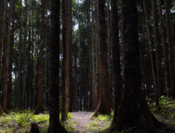 Fasilitas Lengkap Ekowisata Hutan Meranti Kotabaru