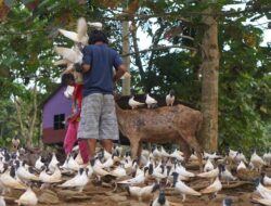 Top! Wisata Hutan Meranti Kotabaru Masuk 7 Sapta Pesona