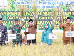 Bupati Sayed Jafar Panen Padi di Berangas