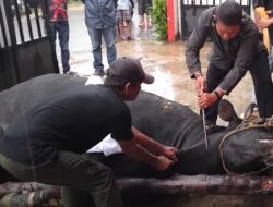 Meningkat! DPC PDI Perjuangan Kotabaru Sebar 1000 Bungkus Daging Kurban