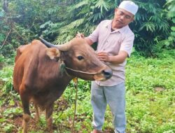 Idul Adha ini, Bos Duan Kotabaru Salurkan Seribu Bungkus Daging Kurban