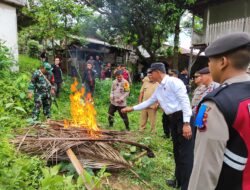 Kecubung Tumbuh Subur di Gunung Ulin, Polisi Kotabaru Langsung Turun Tangan!