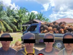 Empat Maling Buah Sawit Perusahaan di Kotabaru Digulung Polisi