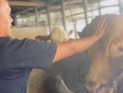 Dermawan Kotabaru Sumbang Sapi Limosin untuk Haul ke-20 Guru Sekumpul Martapura