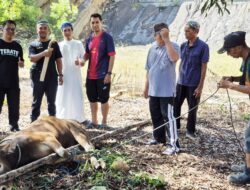 Pemkab Salurkan Hewan Qurban ke Insan Pers di Kotabaru