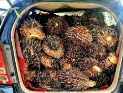 Di Luar “Nurul’ Dua Pria di Kotabaru Nekat Curi Sawit Perusahaan Pakai Mobil Mewah