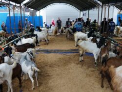Kontes “Si Kambing Hebat” Guncang Kotabaru! Tingkatkan Mutu Ternak dan Gairahkan Ekonomi Daerah