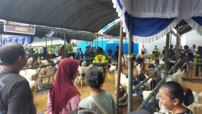 Pengunjung CFD siringlaut Kotabaru Membludak, Kontes Kambing Jadi Magnet Wisata Baru