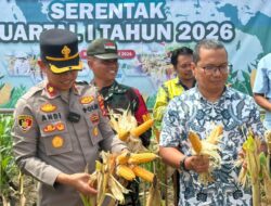 Panen Raya Jagung di Desa Semisir Dorong Swasembada Pangan Kotabaru