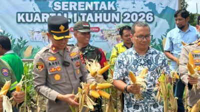 Panen Raya Jagung di Desa Semisir Dorong Swasembada Pangan Kotabaru