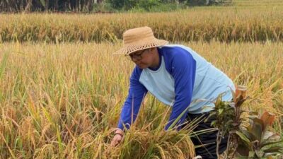 Sisi Lain Anggota DPRD Kotabaru, Rahmad Pilih Turun ke Sawah Saat Mudik ke Jawa