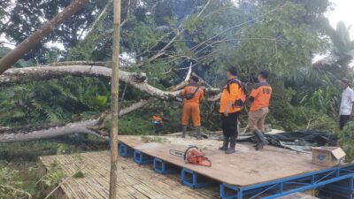 Hujan Deras Guyur Kotabaru, BPBD Evakuasi Pohon Tumbang di Desa Semayap