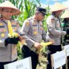 Dukung Swasembada Pangan Nasional, Polres Kotabaru Kembali Panen Raya Jagung di Lahan Seluas 1,5 Hektar