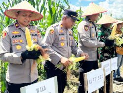 Dukung Swasembada Pangan Nasional, Polres Kotabaru Kembali Panen Raya Jagung di Lahan Seluas 1,5 Hektar