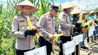 Dukung Swasembada Pangan Nasional, Polres Kotabaru Kembali Panen Raya Jagung di Lahan Seluas 1,5 Hektar