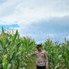 Dukung Ketahanan Pangan Nasional, Personel Polsek Kuranji Langsung Cek Lahan Pertanian Jagung