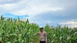 Dukung Ketahanan Pangan Nasional, Personel Polsek Kuranji Langsung Cek Lahan Pertanian Jagung