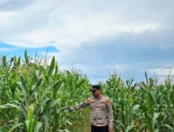 Dukung Ketahanan Pangan Nasional, Personel Polsek Kuranji Langsung Cek Lahan Pertanian Jagung