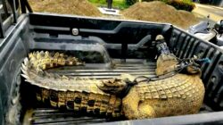 Bikin Geger Warga Buaya 3 Meter Muncul di Sungai Melangkaian Kotabaru 