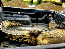Bikin Geger Warga Buaya 3 Meter Muncul di Sungai Melangkaian Kotabaru 