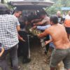 Duh, Seekor Buaya Liar Muncul Dipermukiman Warga Pelajau Baru Kotabaru