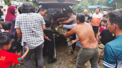 Duh, Seekor Buaya Liar Muncul Dipermukiman Warga Pelajau Baru Kotabaru