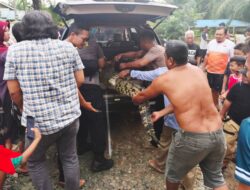 Duh, Seekor Buaya Liar Muncul Dipermukiman Warga Pelajau Baru Kotabaru