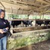 Top! Sejak Belasan Tahun Silam, Ternak Sapi Perah Binaan Indocement Tetap Eksis di Kotabaru
