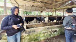 Top! Sejak Belasan Tahun Silam, Ternak Sapi Perah Binaan Indocement Tetap Eksis di Kotabaru