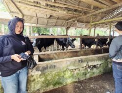 Top! Sejak Belasan Tahun Silam, Ternak Sapi Perah Binaan Indocement Tetap Eksis di Kotabaru